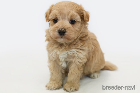 成約済の神奈川県のマルプー:マルチーズ×トイプードル-305805の3枚目